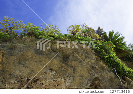 沖繩海岸線的亞熱帶植物和岩壁 127713416
