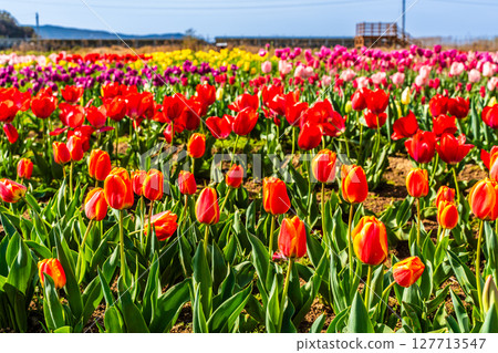 小柳城鬱金香節2025[長崎市] 127713547