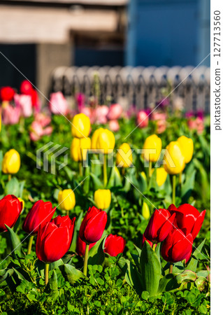 小柳城鬱金香節2025[長崎市] 127713560