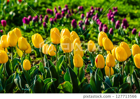 小柳城鬱金香節2025[長崎市] 127713566