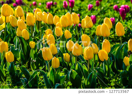 小柳城鬱金香節2025[長崎市] 127713567