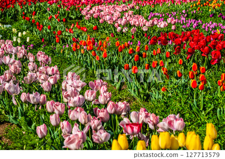 小柳城鬱金香節2025[長崎市] 127713579