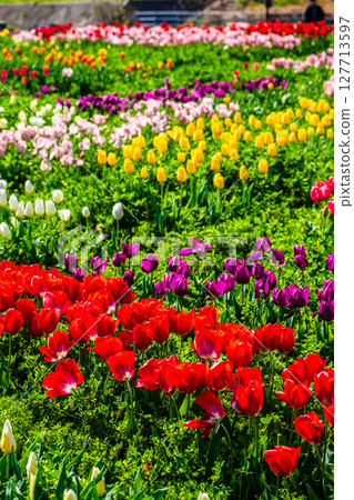 小柳城鬱金香節2025[長崎市] 127713597