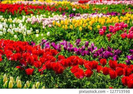 小柳城鬱金香節2025[長崎市] 127713598