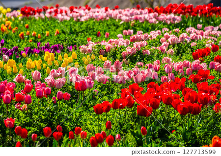 小柳城鬱金香節2025[長崎市] 127713599