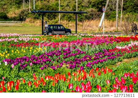 Koyagi Tulip Festival 2025 [Nagasaki City] 127713611