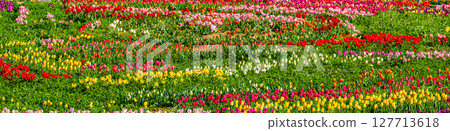 小柳城鬱金香節2025全景[長崎市] 127713618