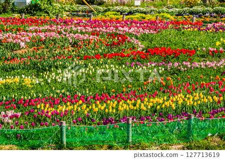Koyagi Tulip Festival 2025 [Nagasaki City] 127713619