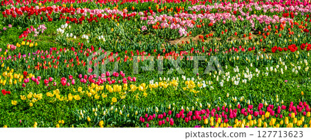 Koyagi Tulip Festival 2025 Panorama [Nagasaki City] 127713623
