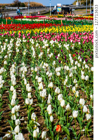 Koyagi Tulip Festival 2025 [Nagasaki City] 127713633