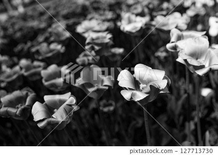 A field of flowers captured in black and white A field of flowers captured in black and white 127713730