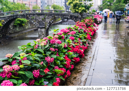 Hydrangeas on Meganebashi Bridge on a rainy day [Nagasaki City] 127713786