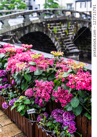 Hydrangeas on Meganebashi Bridge on a rainy day [Nagasaki City] 127713791
