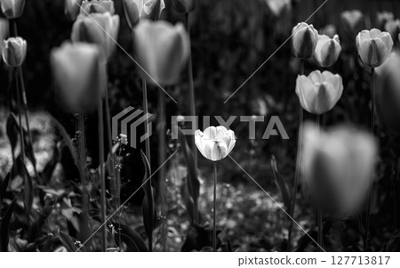 Black and white flowers flourishing 127713817