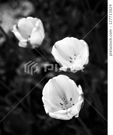Contrast of Light and Dark Blooms Contrast of Light and Dark Blooms 127713824