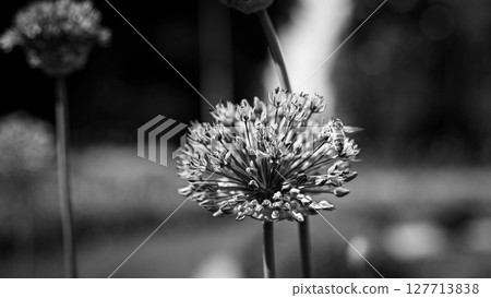 Intricate Details of a Summer Blossom Intricate Details of a Summer Blossom 127713838