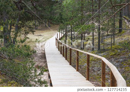 Curving raised wooden boardwalk with handrail winding through Baltic pine forest nature reserve 127714235