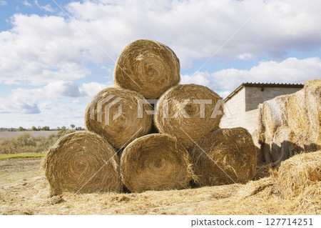 Straw bales on a farm in a field, against a blue sky, seasonal harvest, autumn. Straw bales on a farm in a field, against a blue sky, seasonal harvest, autumn. 127714251