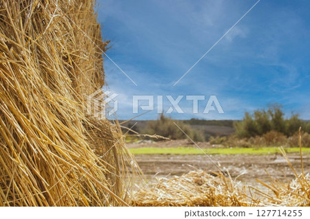 Straw bales on a farm in a field, against a blue sky, seasonal harvest, autumn. Straw bales on a farm in a field, against a blue sky, seasonal harvest, autumn. 127714255