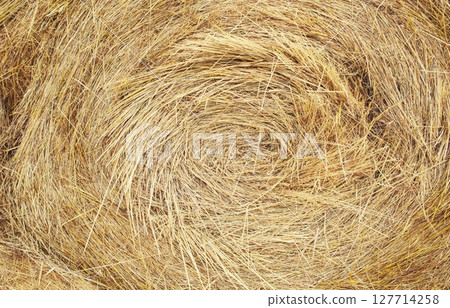 Straw bale texture background. Close-up of a hay bale. Stacks of hay stacked in a field. Straw bale texture background. Close-up of a hay bale. Stacks of hay stacked in a field. 127714258