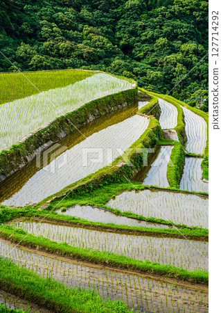 插秧後的大中尾梯田[長崎市] 127714292