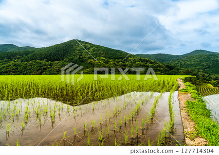 插秧後的大中尾梯田[長崎市] 127714304