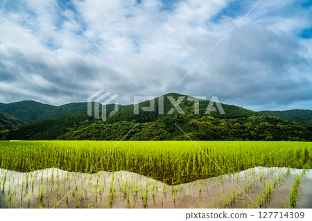 Onakao rice terraces after rice planting [Nagasaki City] 127714309