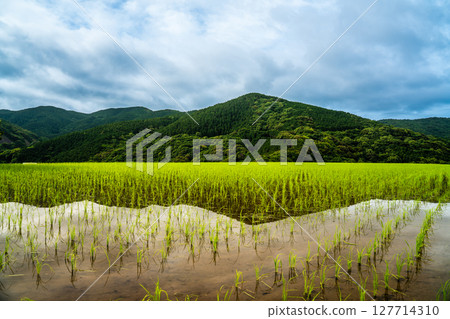 Onakao rice terraces after rice planting [Nagasaki City] 127714310