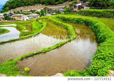 插秧後的大中尾梯田[長崎市] 127714312