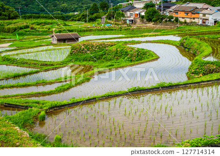 插秧後的大中尾梯田[長崎市] 127714314