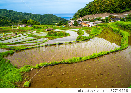 插秧後的大中尾梯田[長崎市] 127714318