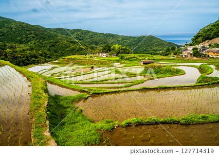 插秧後的大中尾梯田[長崎市] 127714319