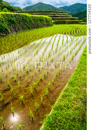 Onakao rice terraces after rice planting [Nagasaki City] 127714320