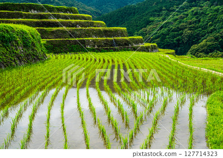 Onakao rice terraces after rice planting [Nagasaki City] 127714323
