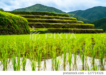插秧後的大中尾梯田[長崎市] 127714326