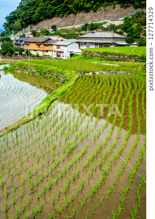 Onakao rice terraces after rice planting [Nagasaki City] 127714329