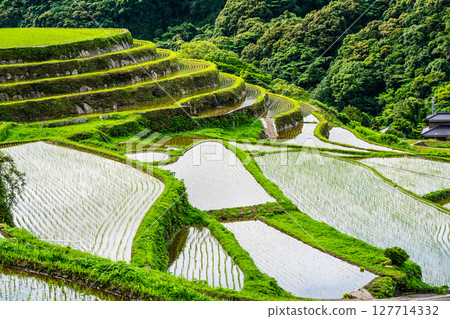 插秧後的大中尾梯田[長崎市] 127714332