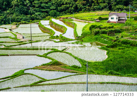 Onakao rice terraces after rice planting [Nagasaki City] 127714333