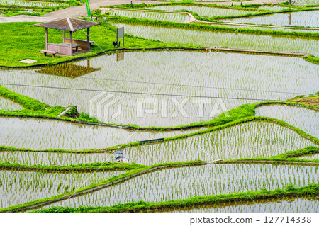 Onakao rice terraces after rice planting [Nagasaki City] 127714338