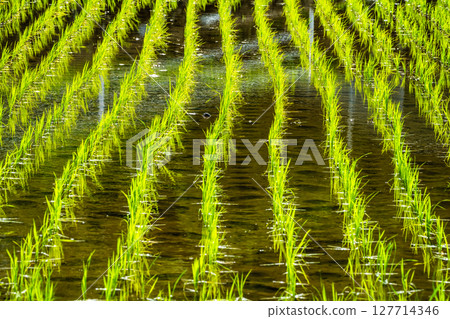 插秧後的大中尾梯田[長崎市] 127714346