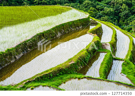 插秧後的大中尾梯田[長崎市] 127714350