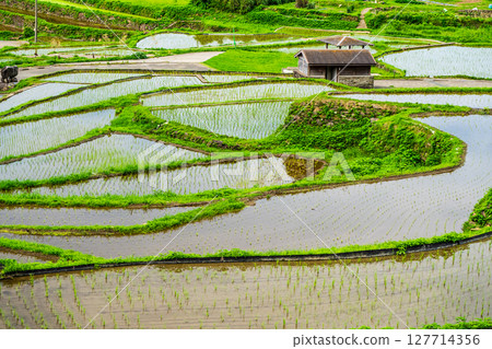 插秧後的大中尾梯田[長崎市] 127714356