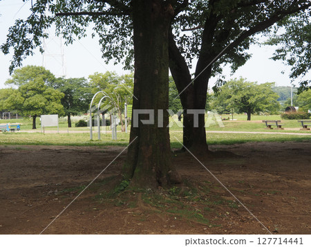 From the shade of the trees in the park From the shade of the trees in the park 127714441