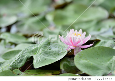 Water lily blooming in pond 127714677