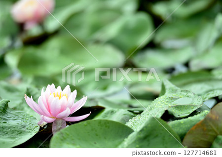 Water lily blooming in pond Water lily blooming in pond 127714681