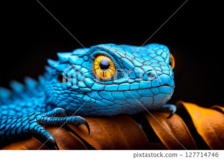 A blue lizard with yellow eyes sitting on a leaf 127714746