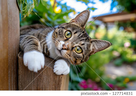 A cat peeking over a wooden fence in a garden A cat peeking over a wooden fence in a garden 127714831