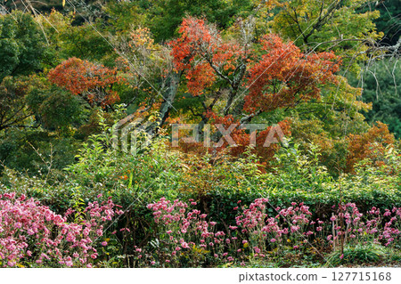 Autumn chrysanthemums and autumn leaves 127715168