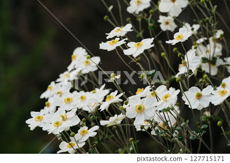 白海葵花 127715171