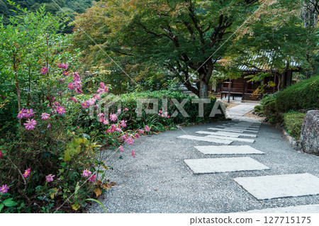Autumn chrysanthemums blooming on the approach to Zenbouji Temple, Amida Hall 127715175